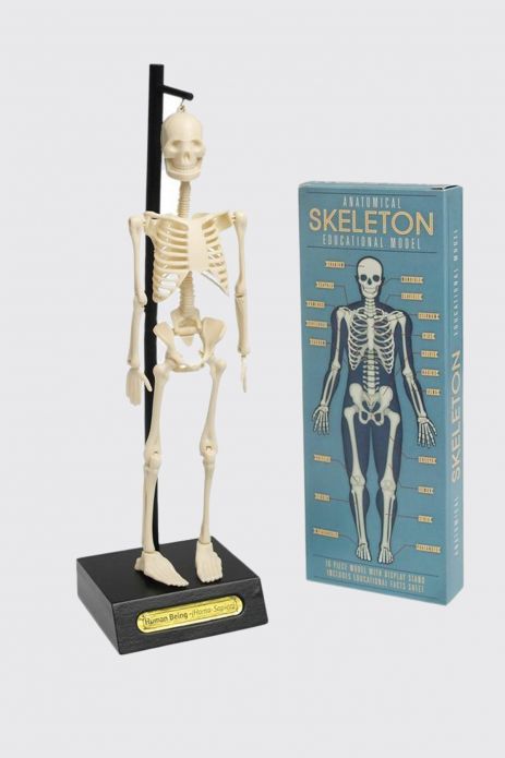 Model szkieletu człowieka do samodzielnego złożenia 2